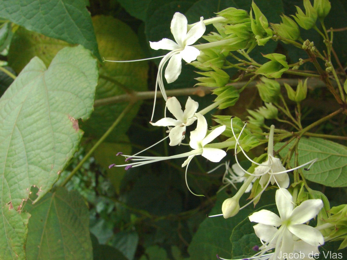 Clerodendrum infortunatum L.